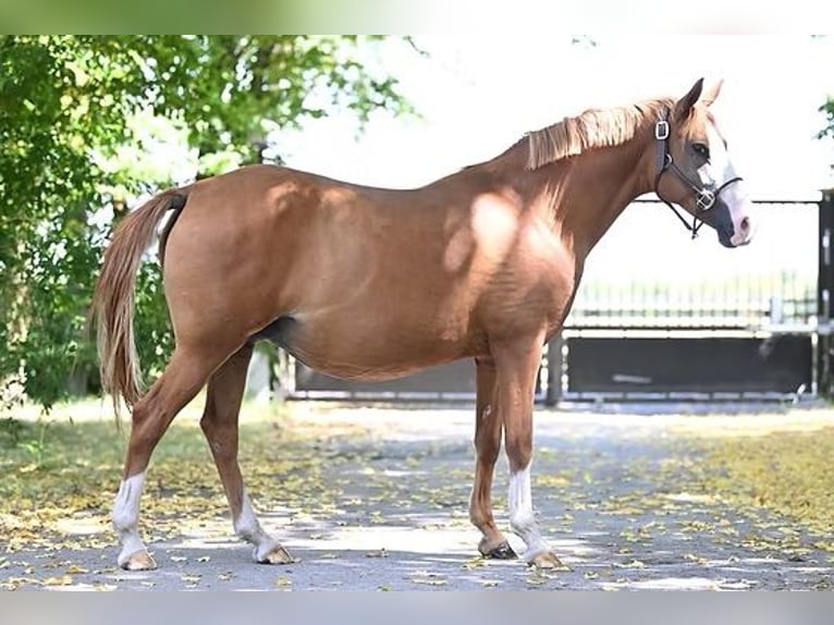 German Riding Pony Mare 14 years 14,1 hh Chestnut-Red in Vettweiß