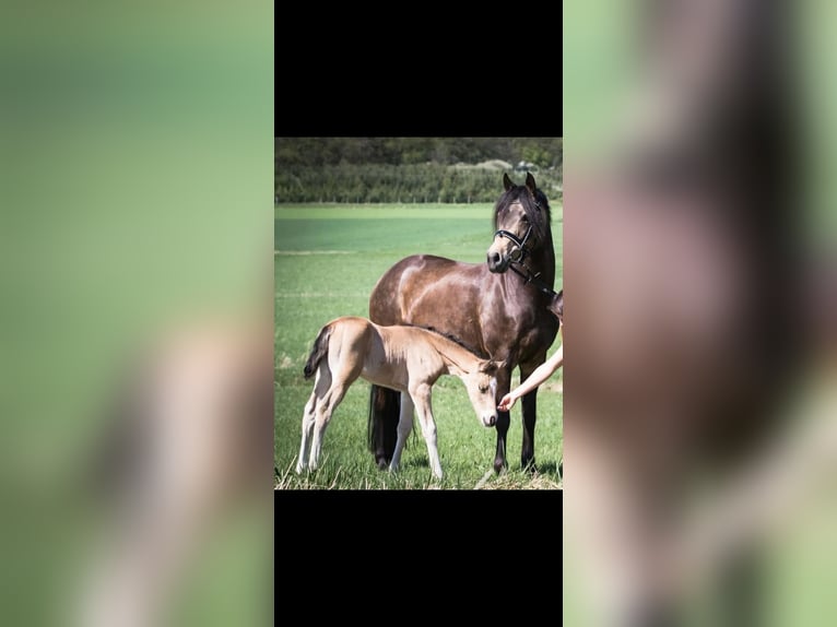 German Riding Pony Mare 14 years 14,1 hh Dun in Pottendorf