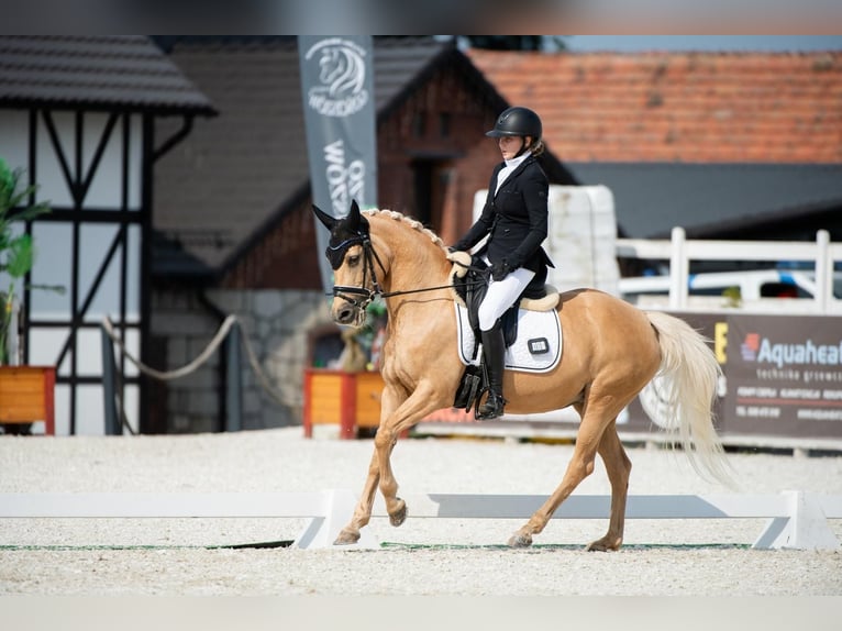German Riding Pony Mare 14 years 14,1 hh Palomino in Bar&#x142;omino
