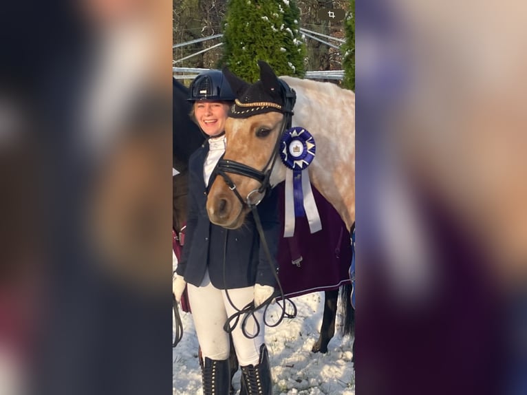 German Riding Pony Mare 14 years 14,1 hh Palomino in Nienburg (Weser)