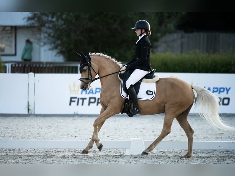 German Riding Pony Mare 14 years 14,1 hh Palomino in Gdansk