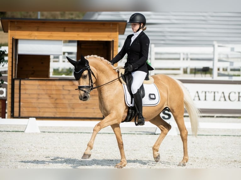 German Riding Pony Mare 14 years 14,1 hh Palomino in Gdansk