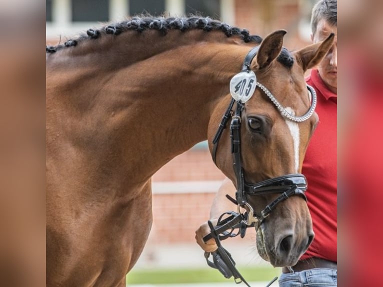 German Riding Pony Mare 14 years 14,2 hh Brown in Saterland