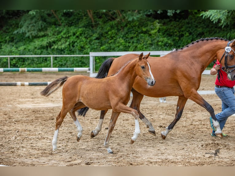 German Riding Pony Mare 14 years 14,2 hh Brown in Saterland