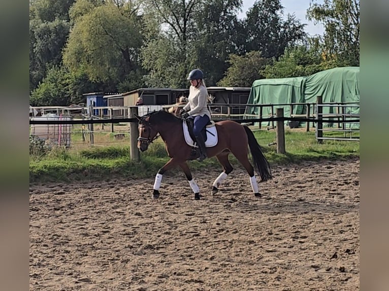 German Riding Pony Mare 14 years 14,2 hh Brown in M&#xFC;lheim an der Ruhr