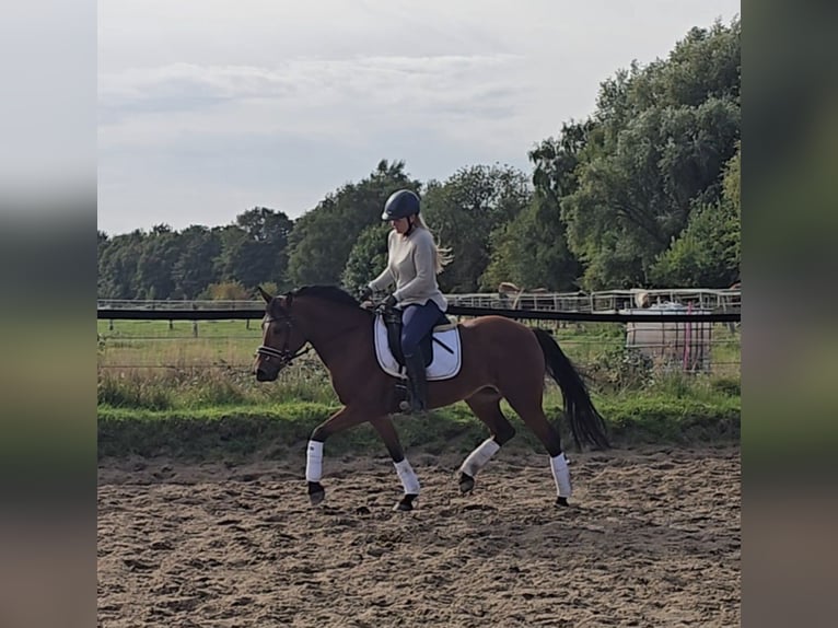 German Riding Pony Mare 14 years 14,2 hh Brown in M&#xFC;lheim an der Ruhr
