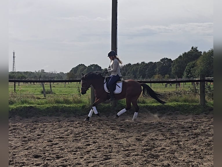 German Riding Pony Mare 14 years 14,2 hh Brown in M&#xFC;lheim an der Ruhr