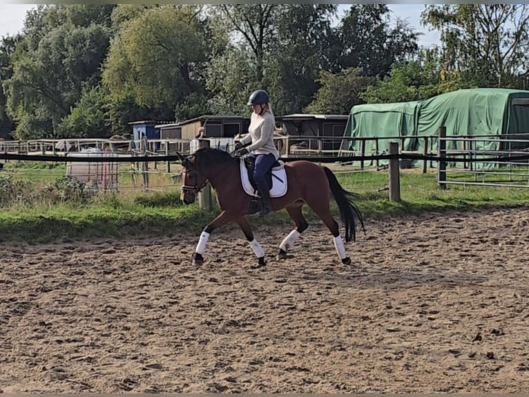 German Riding Pony Mare 14 years 14,2 hh Brown in M&#xFC;lheim an der Ruhr