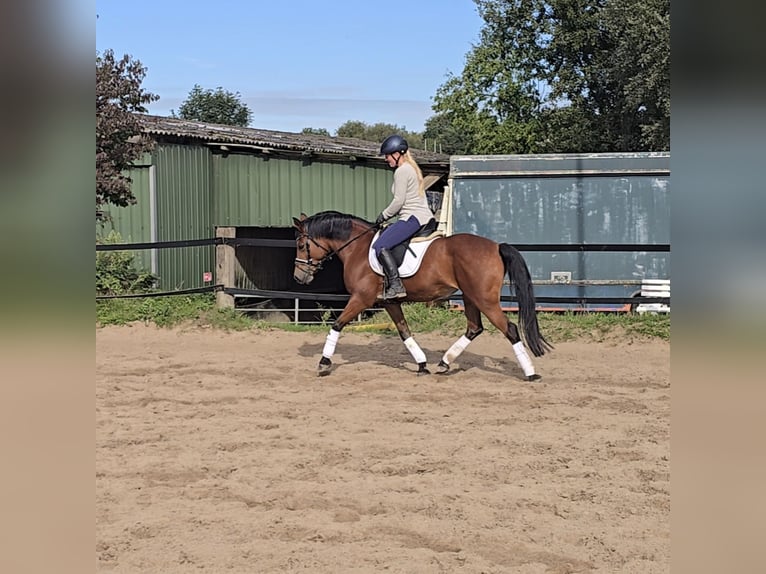 German Riding Pony Mare 14 years 14,2 hh Brown in M&#xFC;lheim an der Ruhr
