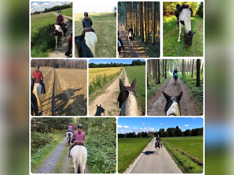 German Riding Pony Mare 14 years 14,2 hh Pinto in Eberhardzell