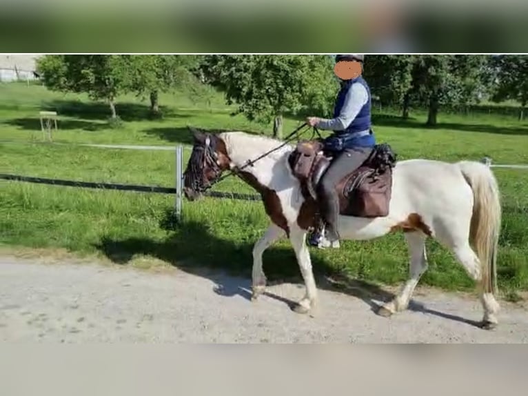 German Riding Pony Mare 14 years 14,2 hh Pinto in Eberhardzell
