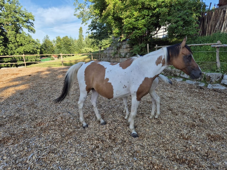 German Riding Pony Mare 14 years 14,2 hh Tovero-all-colors in Fichtenberg