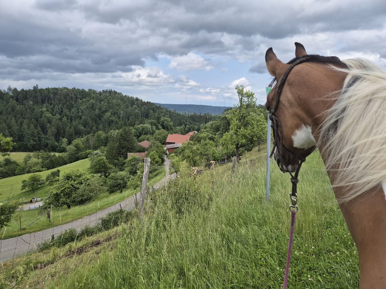 German Riding Pony Mare 14 years 14,2 hh Tovero-all-colors in Fichtenberg