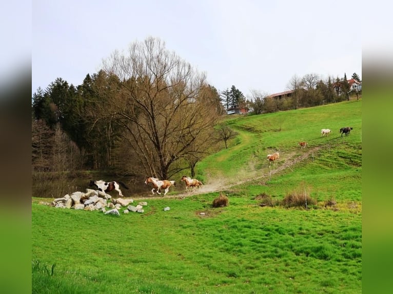 German Riding Pony Mare 14 years 14,2 hh Tovero-all-colors in Fichtenberg