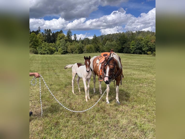German Riding Pony Mare 14 years 14,2 hh Tovero-all-colors in Fichtenberg