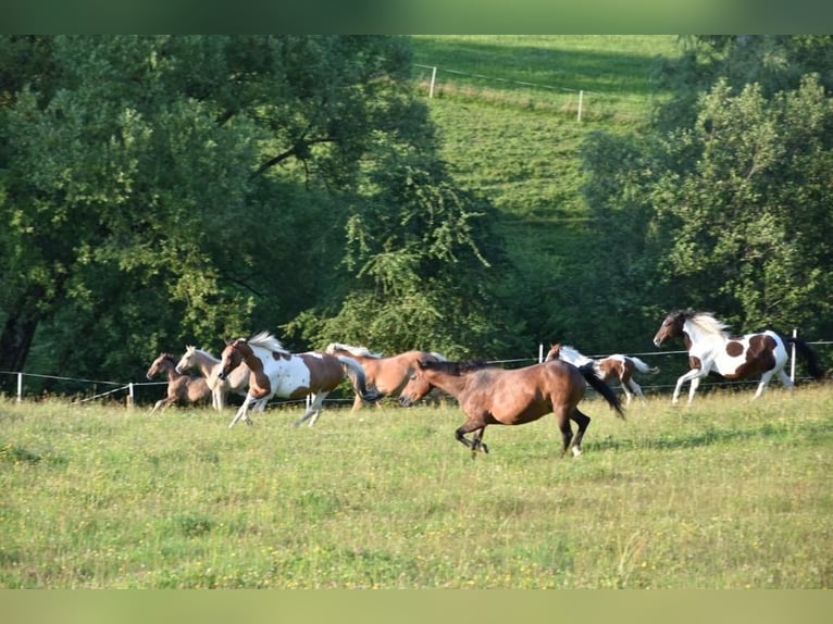 German Riding Pony Mare 14 years 14,2 hh Tovero-all-colors in Fichtenberg