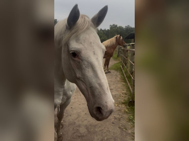 German Riding Pony Mare 14 years 15 hh Grey in Wietzendorf