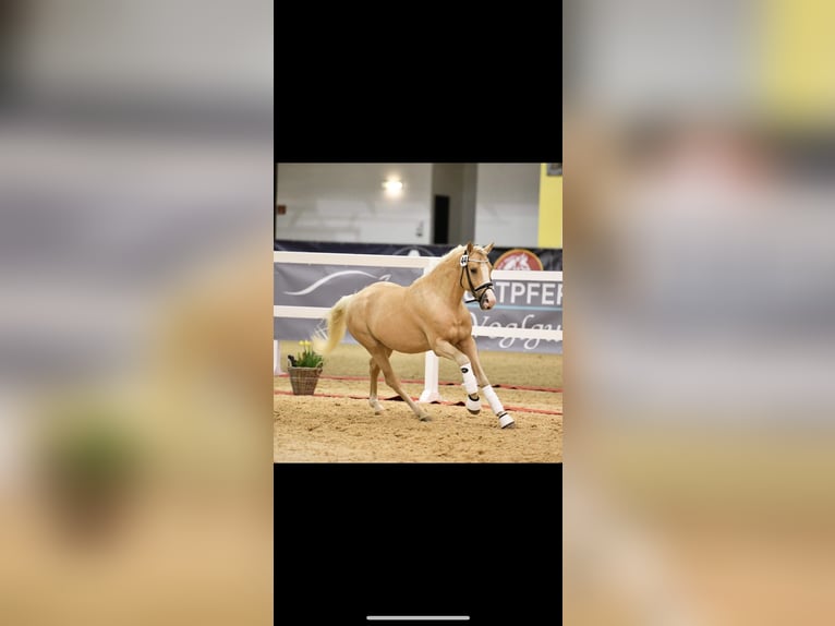 German Riding Pony Mare 14 years Chestnut-Red in Großenkneten