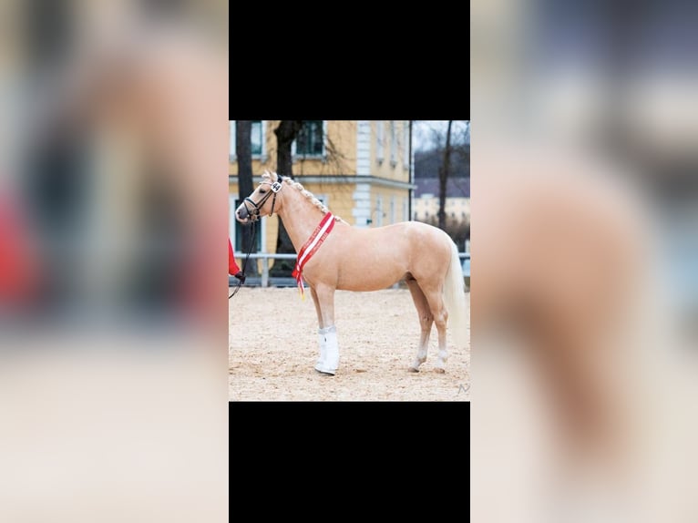 German Riding Pony Mare 14 years Chestnut-Red in Großenkneten