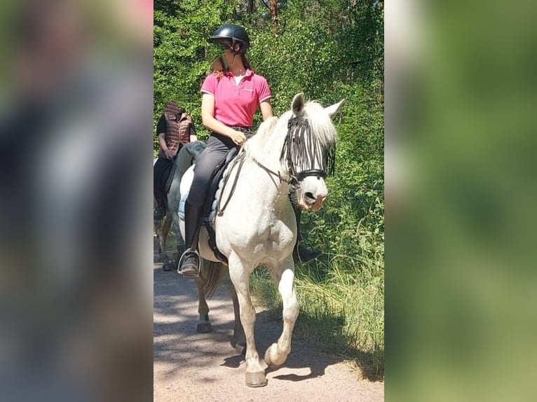 German Riding Pony Mare 15 years 13,2 hh Pinto in Haßloch