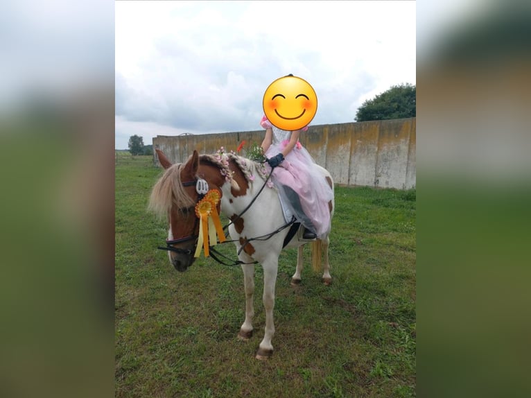 German Riding Pony Mix Mare 15 years 13,2 hh Pinto in Steinhöfel