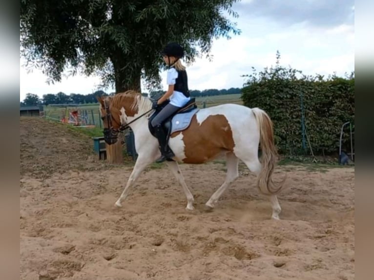 German Riding Pony Mix Mare 15 years 13,2 hh Pinto in Steinhöfel