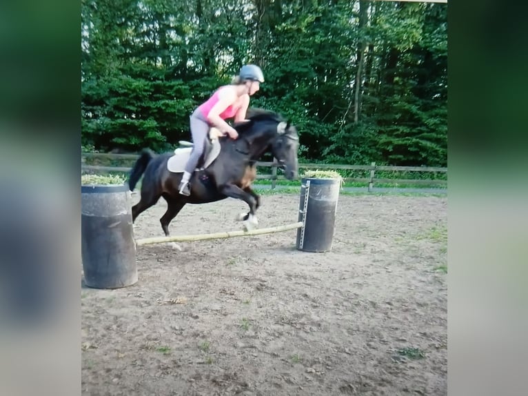 German Riding Pony Mare 15 years 13,3 hh Black in Lotte