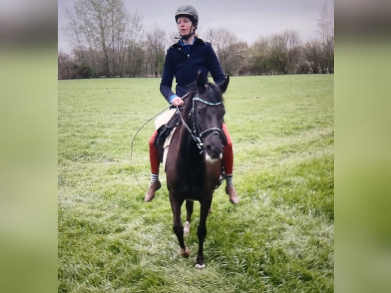 German Riding Pony Mare 15 years 13,3 hh Black in Lotte