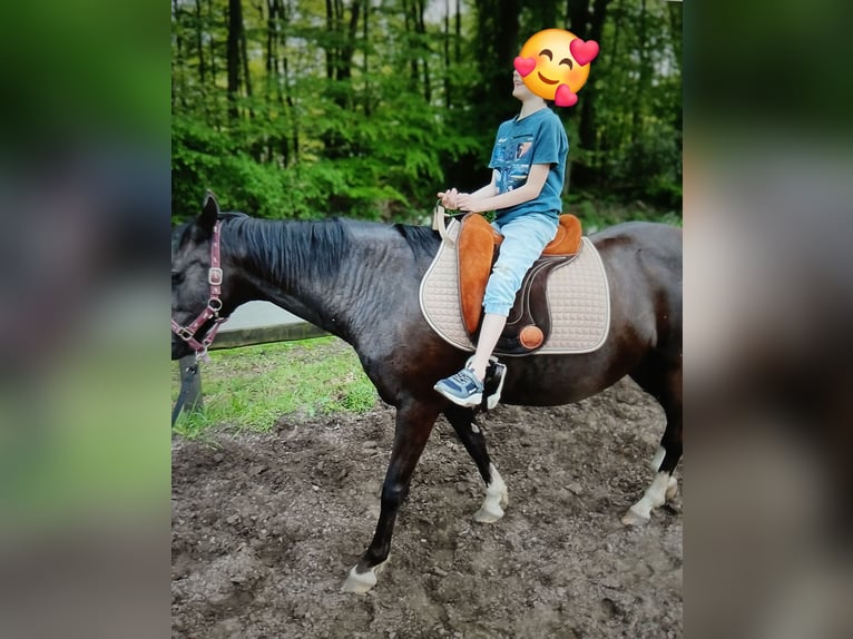 German Riding Pony Mare 15 years 13,3 hh Black in Lotte