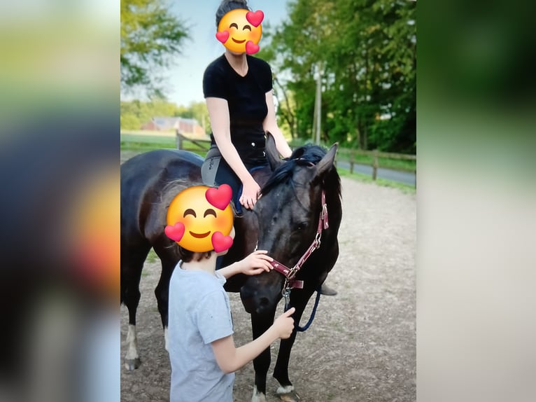 German Riding Pony Mare 15 years 13,3 hh Black in Lotte