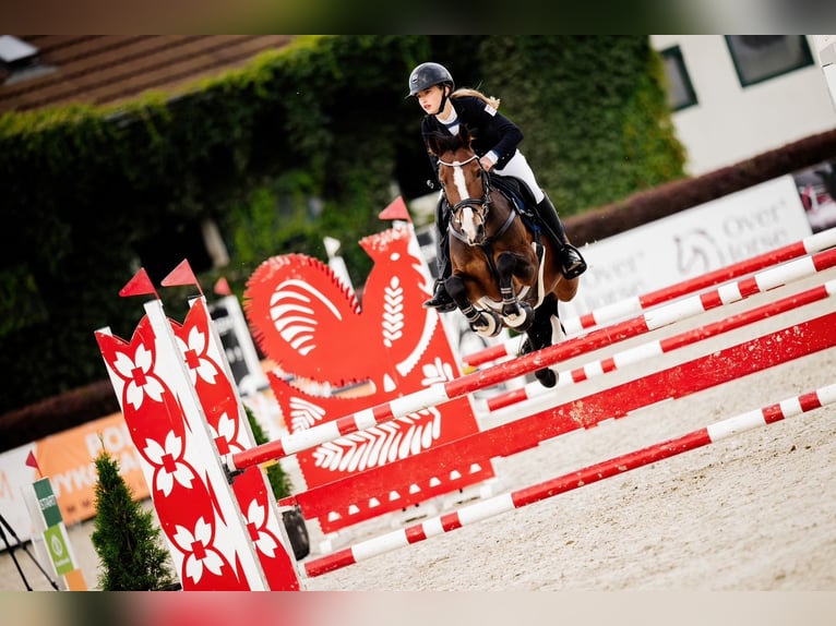 German Riding Pony Mare 15 years 13,2 hh Bay in Warszawa