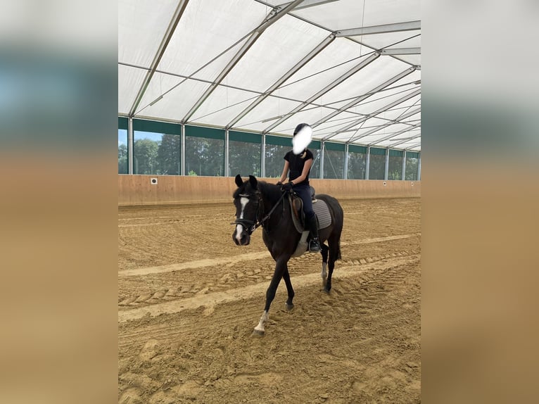 German Riding Pony Mare 15 years 13,2 hh Black in Delbrück