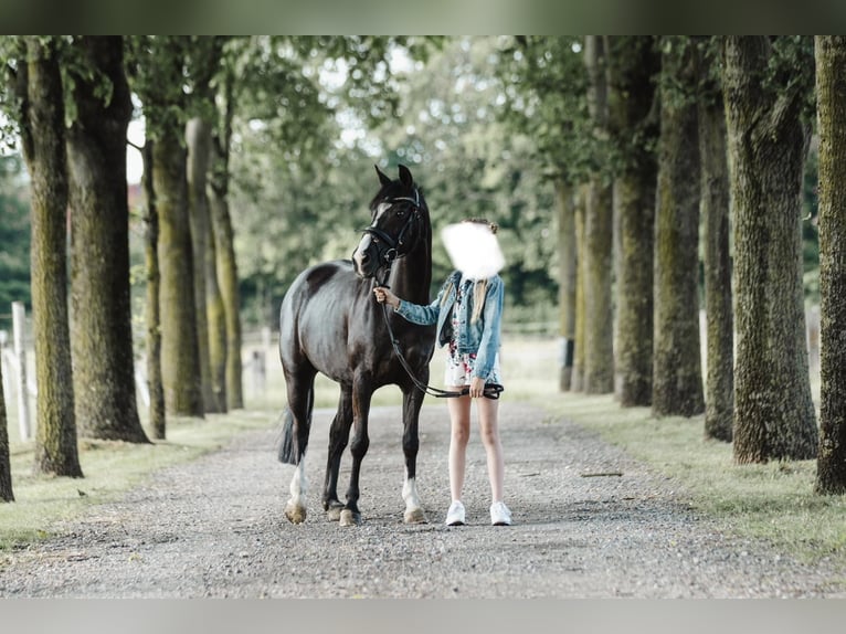 German Riding Pony Mare 15 years 13,2 hh Black in Delbrück