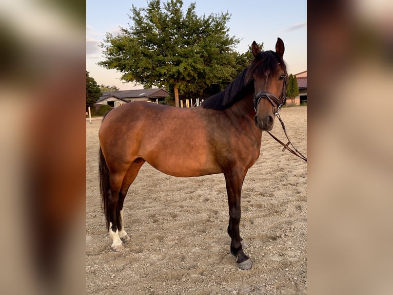 German Riding Pony Mare 15 years 14.1 hh Bay-Dark in Roßdorf