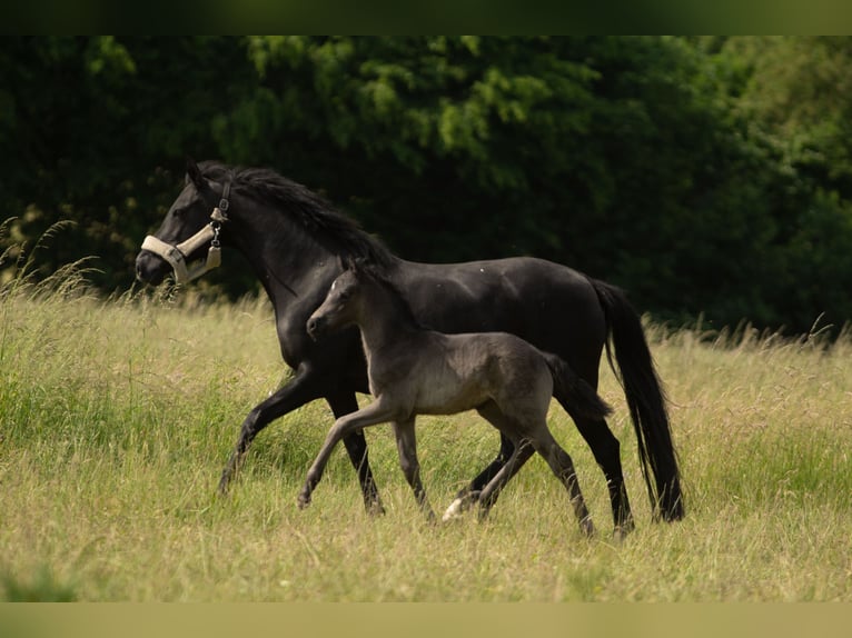 German Riding Pony Mare 15 years 14,1 hh Black in Saarwellingen