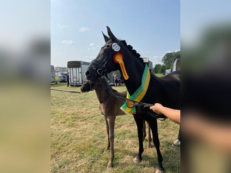 German Riding Pony Mare 15 years 14,1 hh Black in Saarwellingen