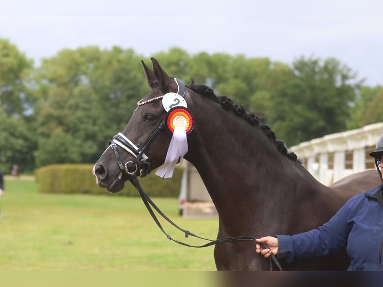 German Riding Pony Mare 15 years 14,1 hh Black in Saarwellingen