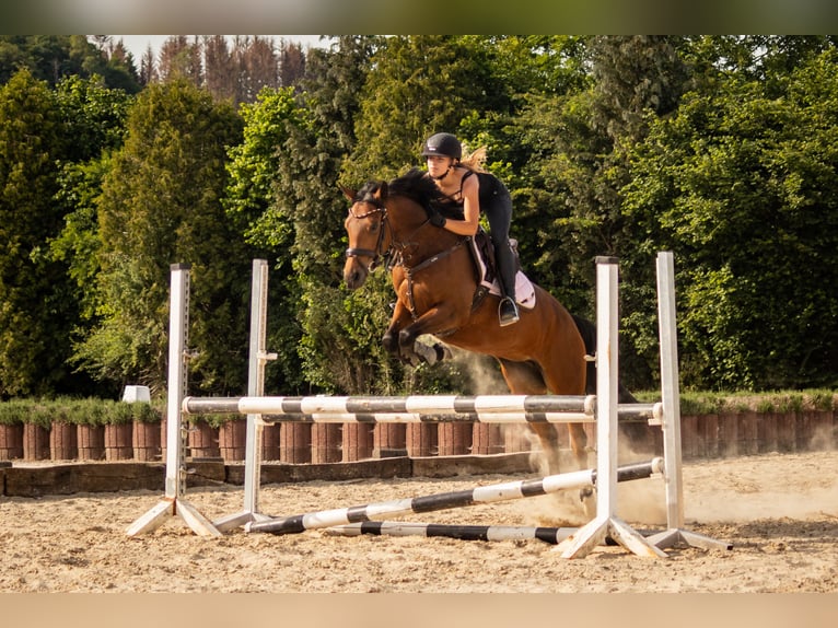 German Riding Pony Mare 15 years 14.1 hh Brown in Engelskirchen