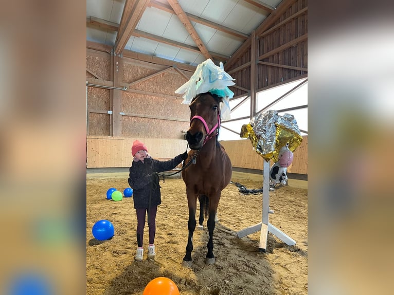 German Riding Pony Mare 15 years 14.1 hh Brown in Langenenslingen