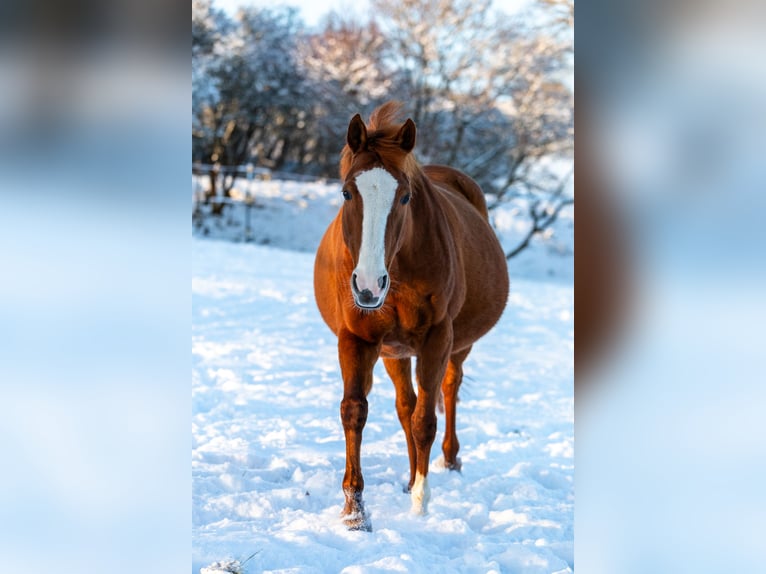 German Riding Pony Mare 15 years 14,1 hh Chestnut-Red in Bad Berka