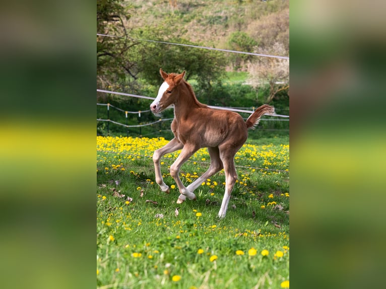 German Riding Pony Mare 15 years 14,1 hh Chestnut-Red in Bad Berka