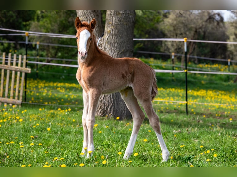 German Riding Pony Mare 15 years 14,1 hh Chestnut-Red in Bad Berka