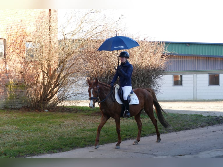 German Riding Pony Mare 15 years 14,1 hh Chestnut-Red in Ganschow