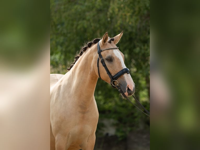 German Riding Pony Mare 15 years 14.1 hh Dun in Heinzenbach