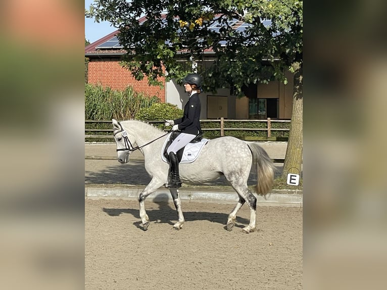 German Riding Pony Mare 15 years 14.1 hh Grey-Dapple in Hamburg