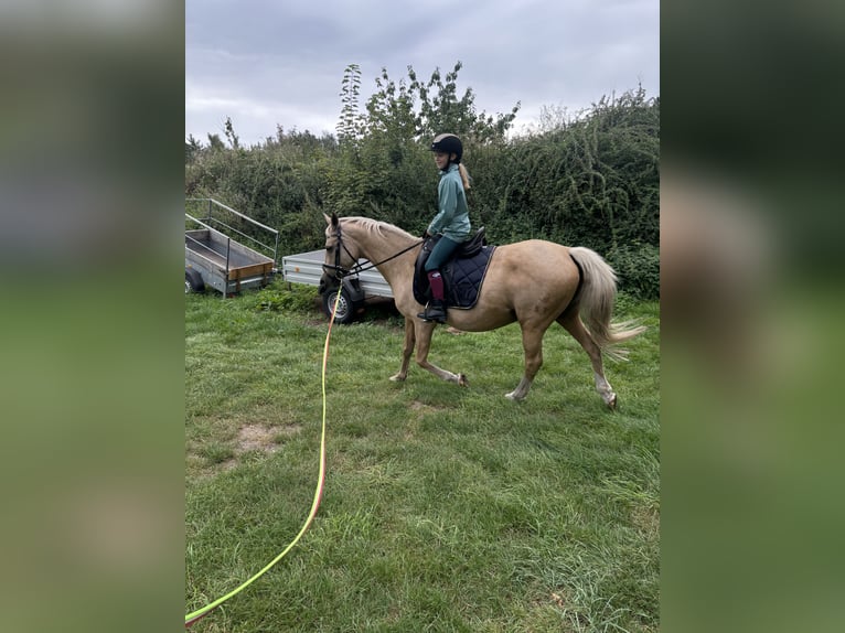 German Riding Pony Mare 15 years 14,1 hh Palomino in Born a. Darß