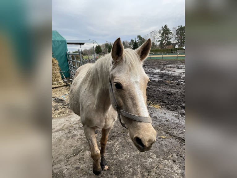 German Riding Pony Mare 15 years 14,1 hh Palomino in Born a. Darß