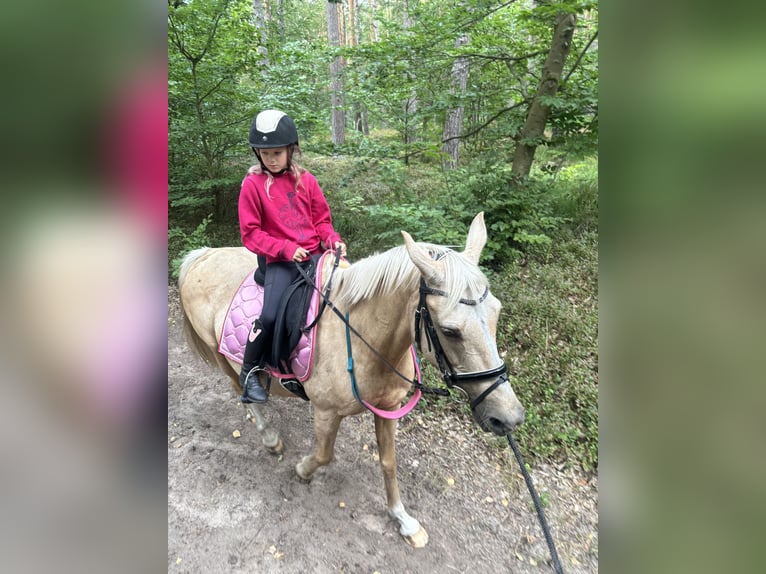 German Riding Pony Mare 15 years 14,1 hh Palomino in Born a. Darß