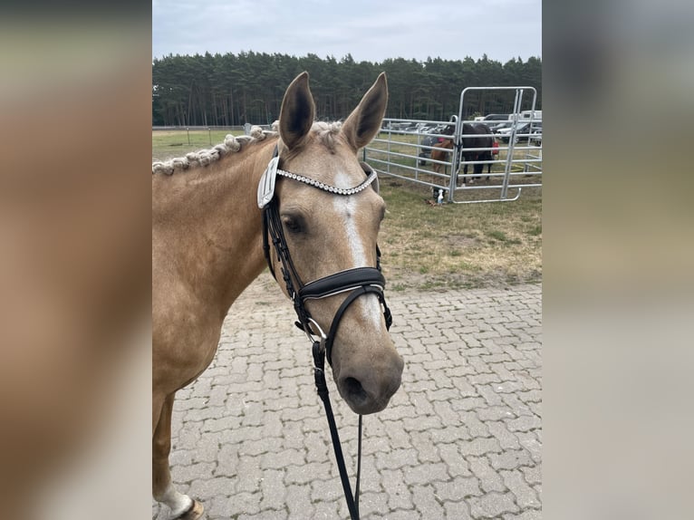 German Riding Pony Mare 15 years 14,1 hh Palomino in Born a. Darß