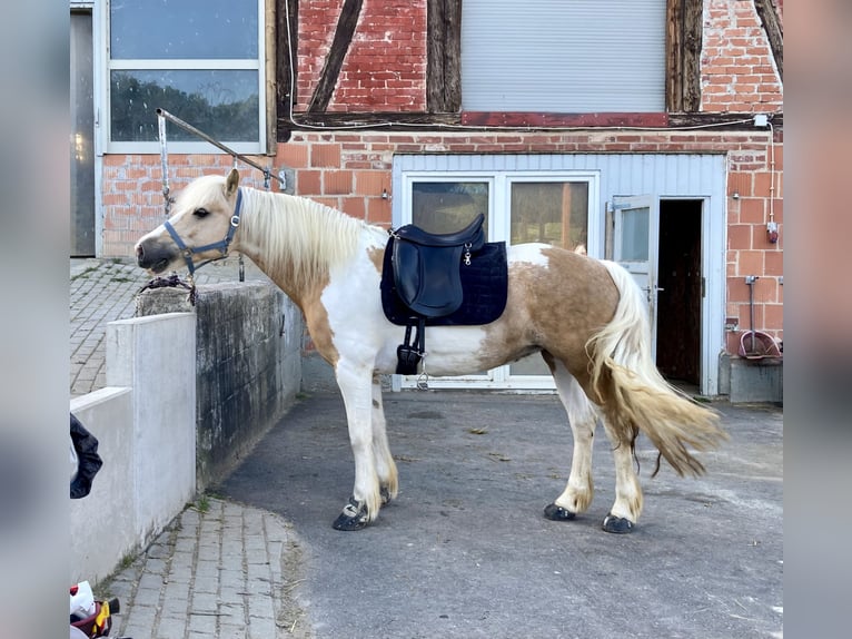 German Riding Pony Mix Mare 15 years 14.1 hh Pinto in Morschen